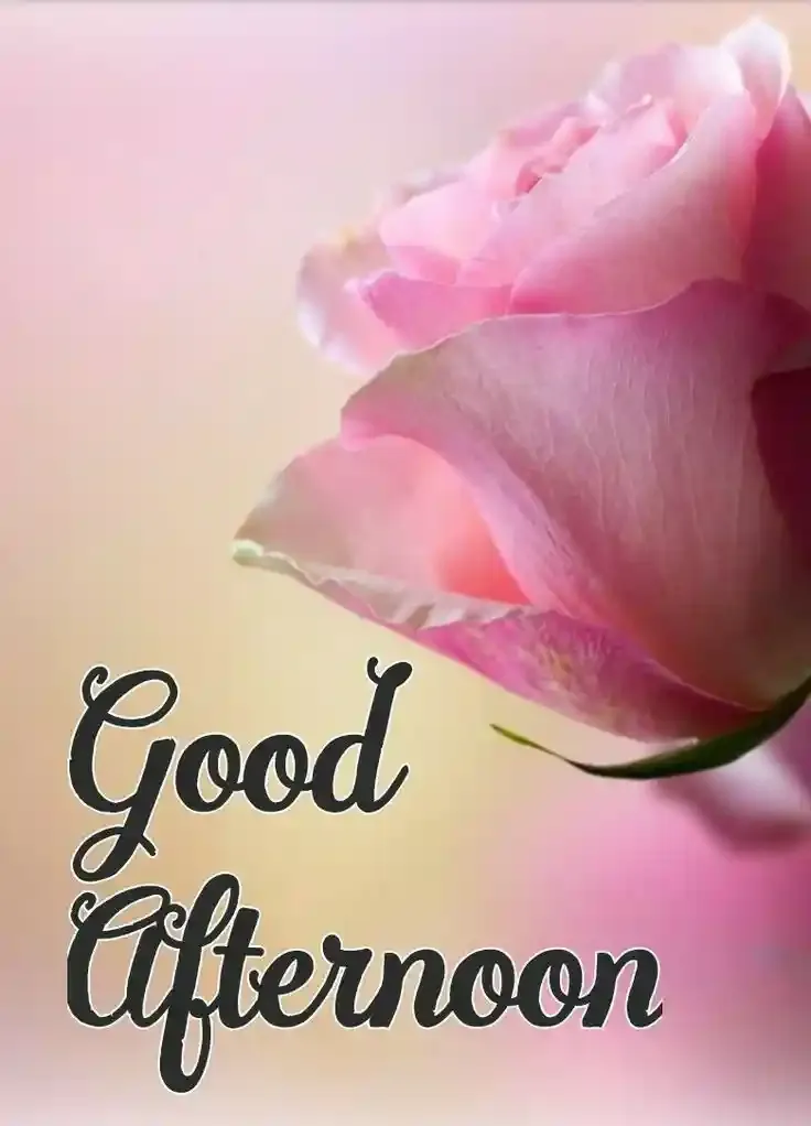 Good Afternoon Images, Photos and Pictures