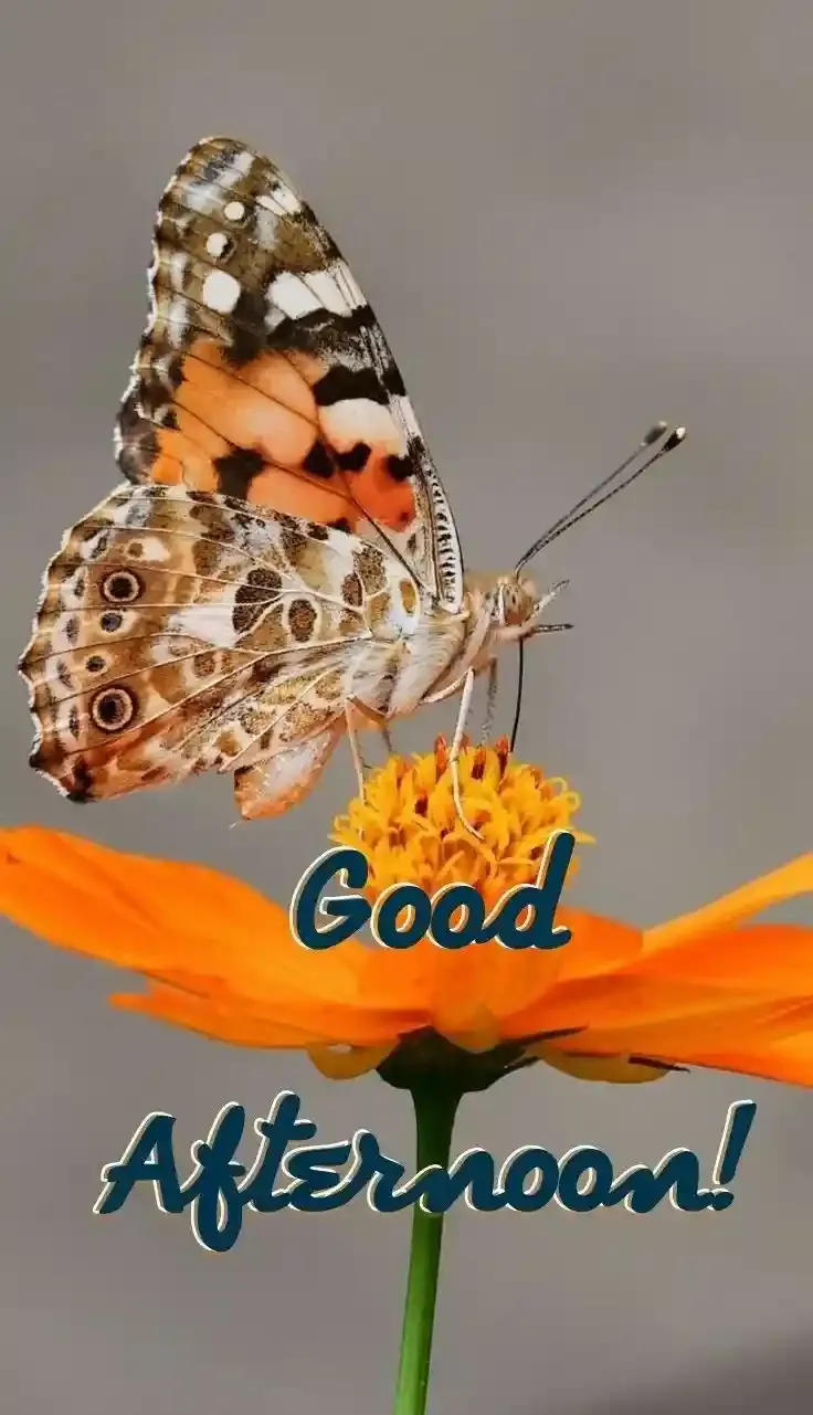 Good Afternoon Images, Photos and Pictures