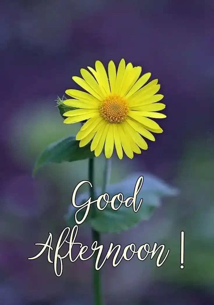 Good Afternoon Images, Photos and Pictures