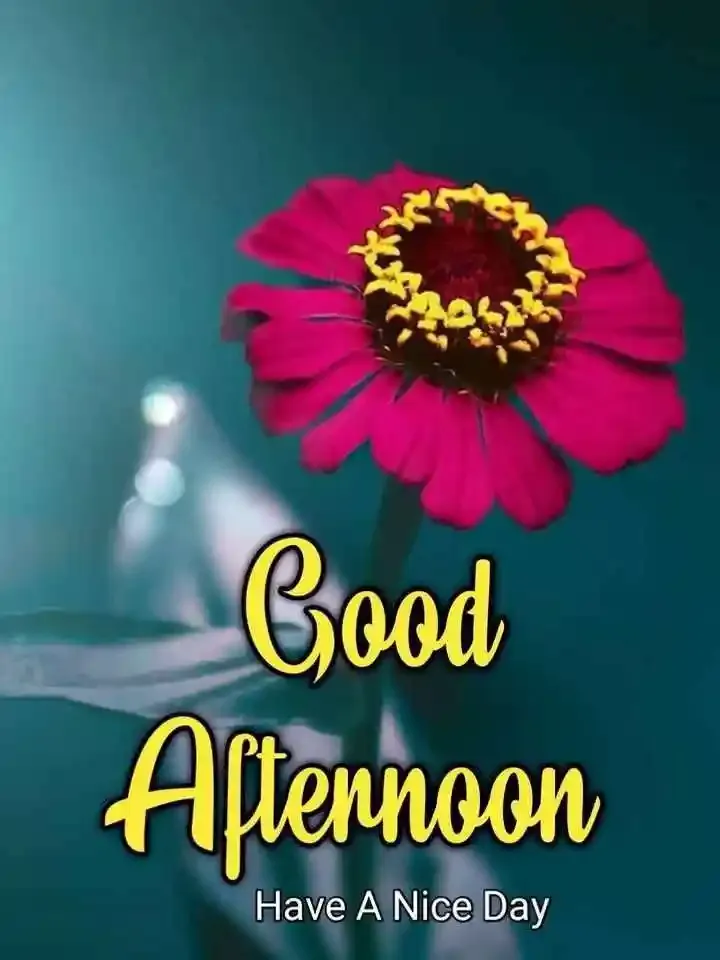 Good Afternoon Images, Photos and Pictures