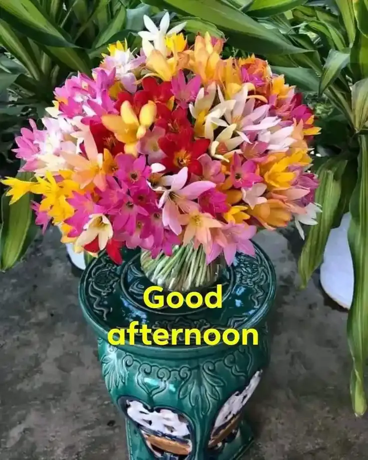Good Afternoon Images, Photos and Pictures