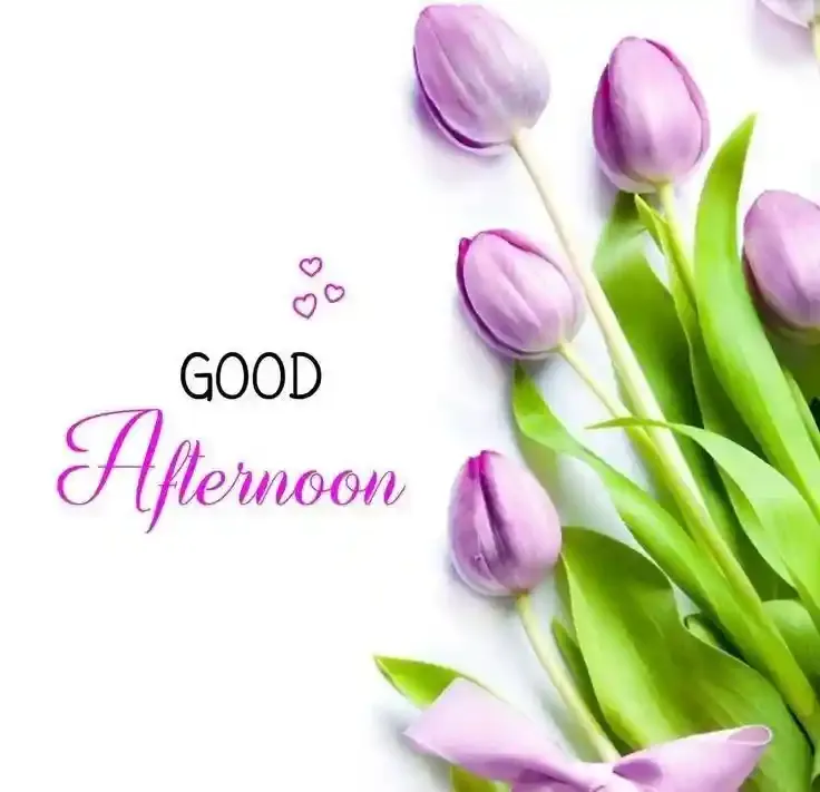Good Afternoon Images, Photos and Pictures