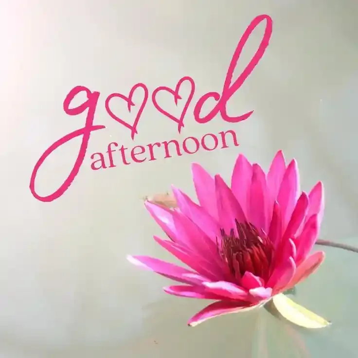 Good Afternoon Images, Pics, Photos, Pictures & Wishes