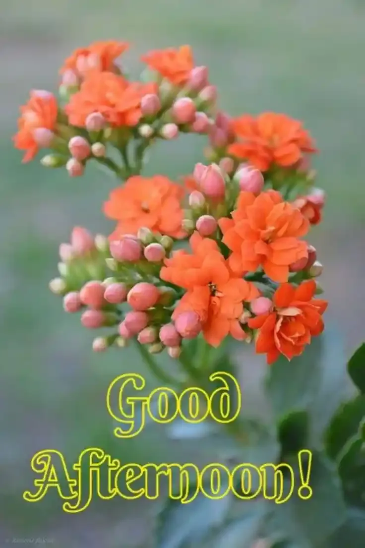 Good Afternoon Images, Photos and Pictures