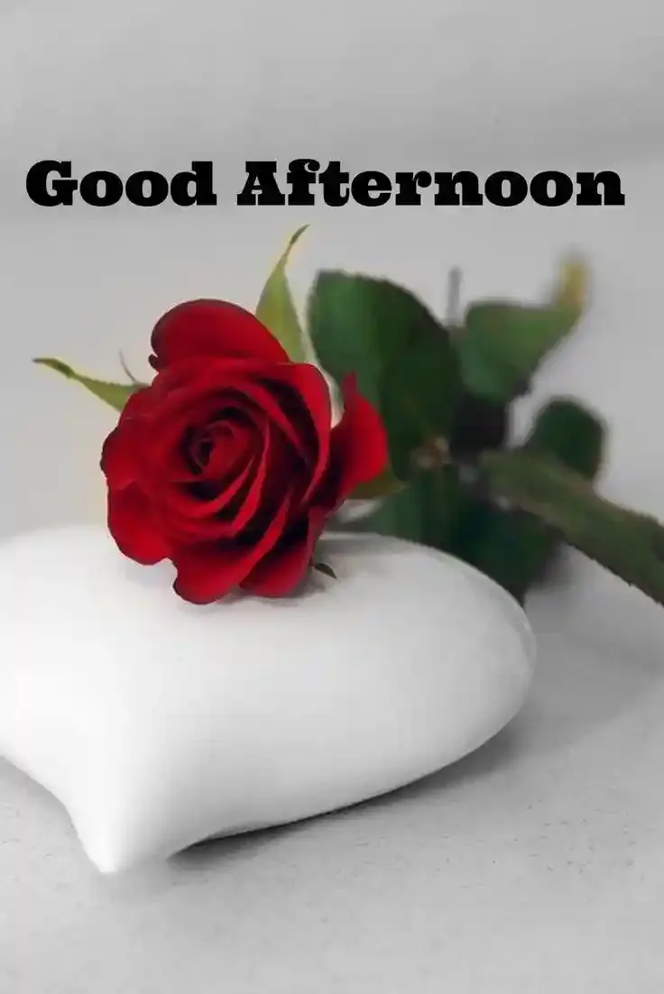 Good Afternoon Images, Photos and Pictures