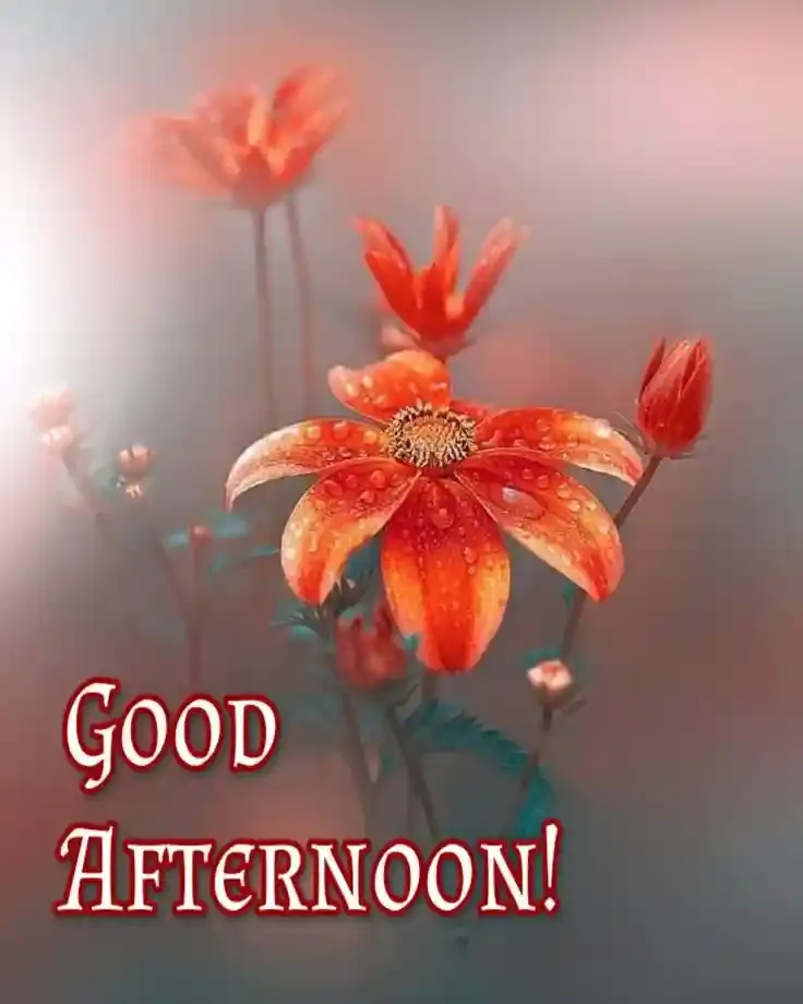 Good Afternoon Images, Photos and Pictures