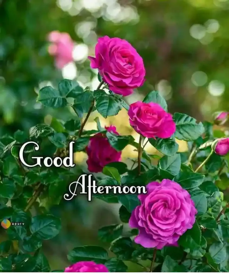 Good Afternoon Images, Photos and Pictures