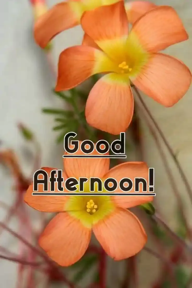 Good Afternoon Images, Photos and Pictures