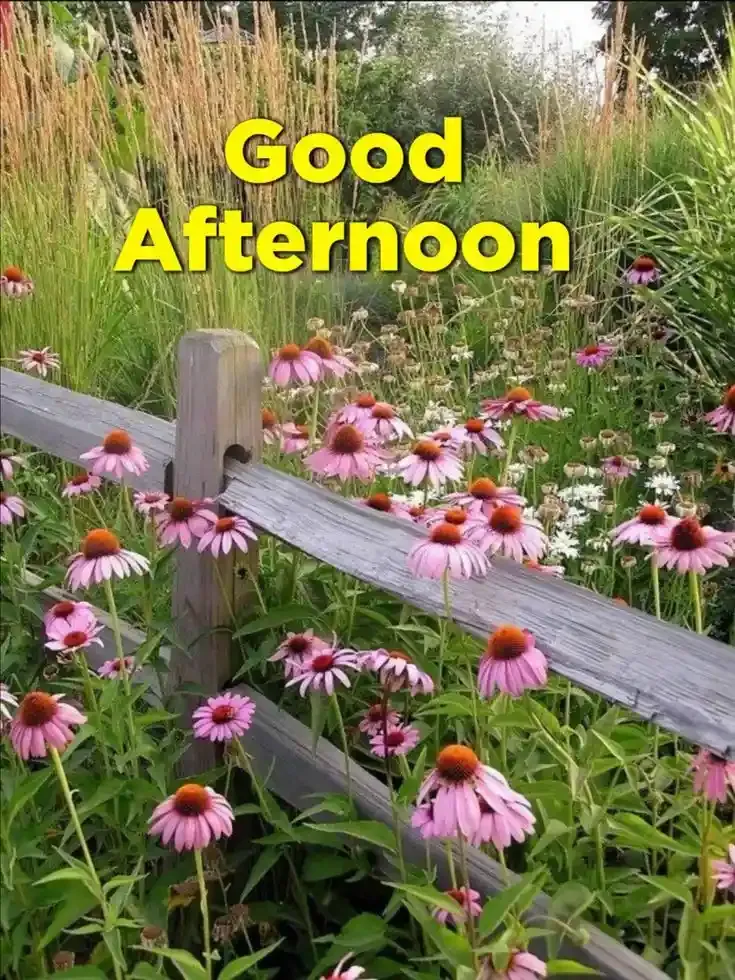 Good Afternoon Images, Photos and Pictures