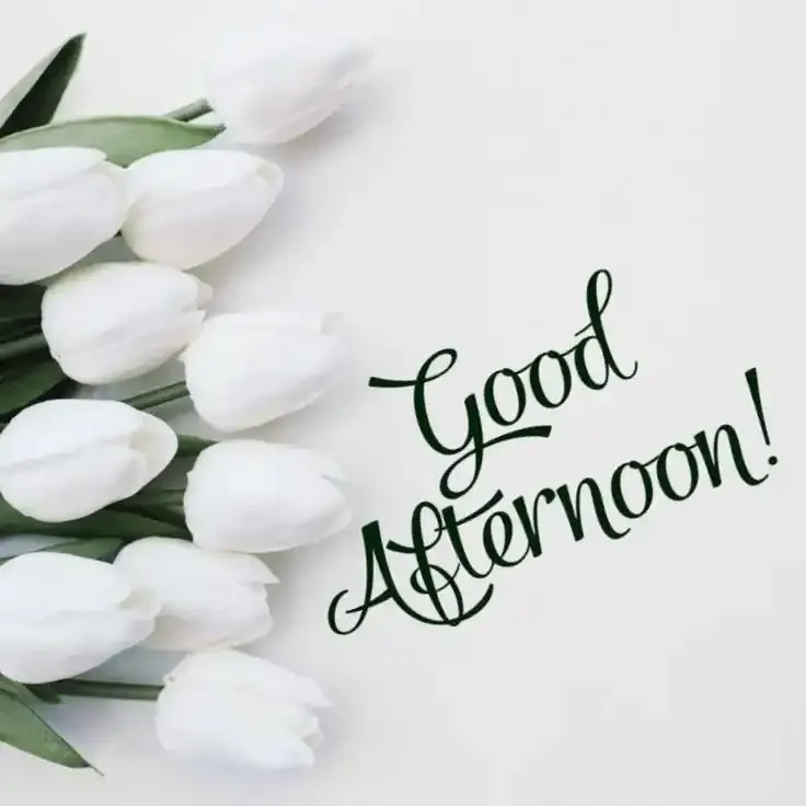 Good Afternoon Images, Photos and Pictures