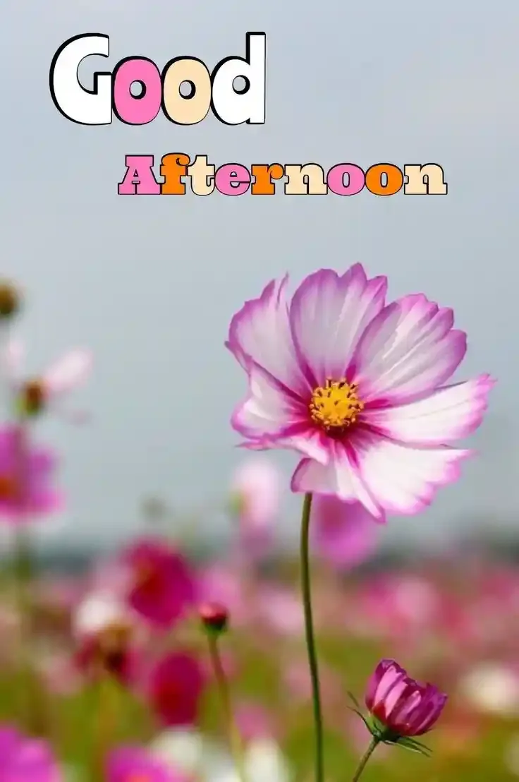 Good Afternoon Images, Photos and Pictures
