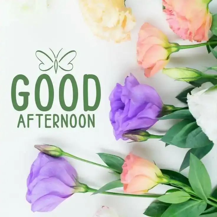 Good Afternoon Images, Photos and Pictures