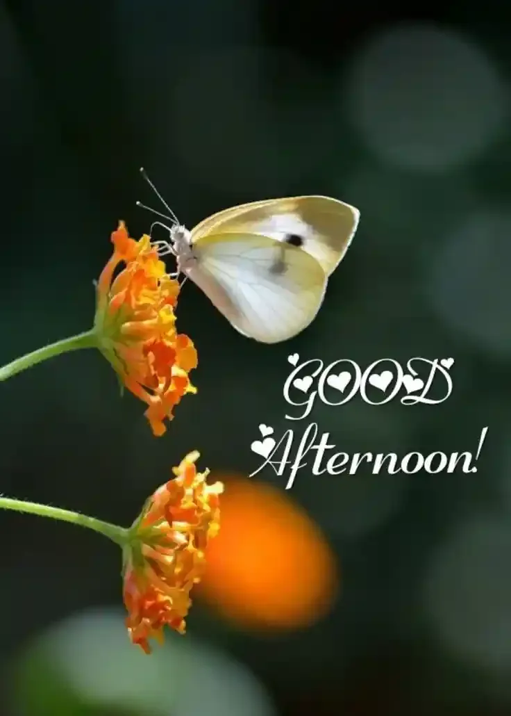 Good Afternoon Images, Photos and Pictures
