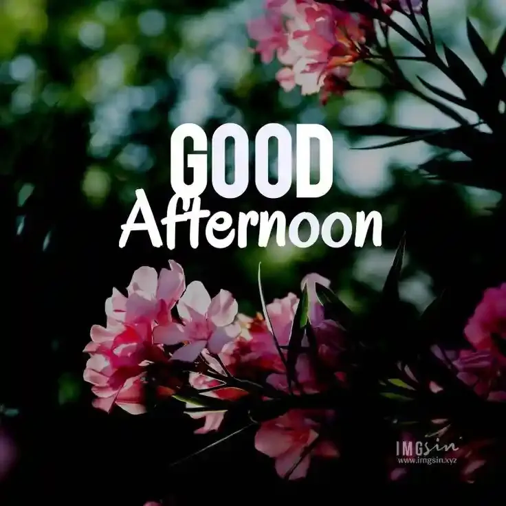 Good Afternoon Images, Photos and Pictures