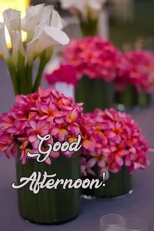 Good Afternoon Images, Photos and Pictures