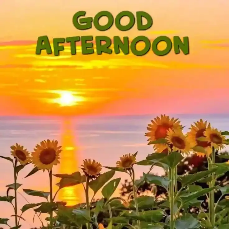 Good Afternoon Images, Photos and Pictures