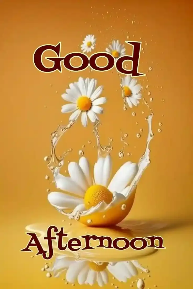 Good Afternoon Images, Photos and Pictures