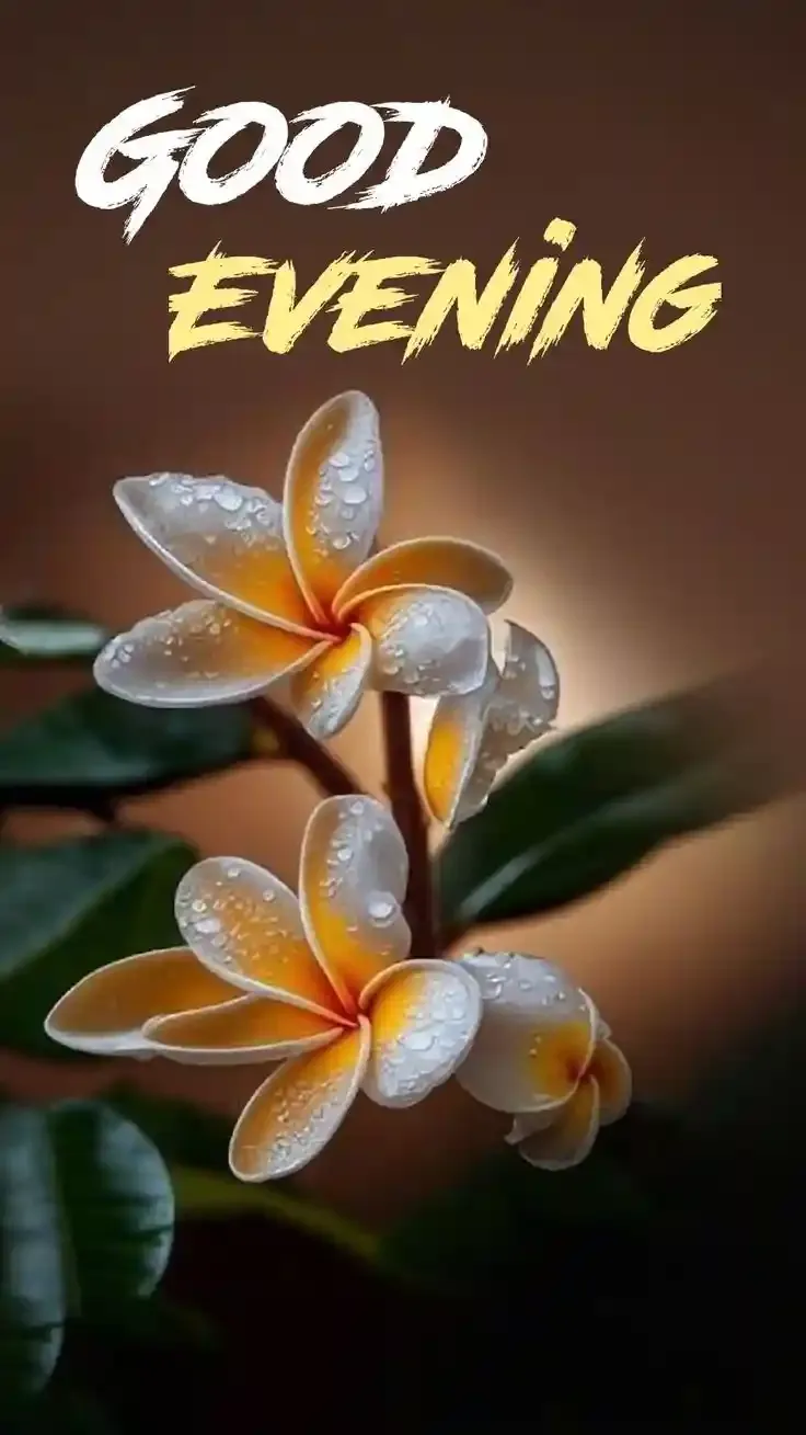 Good Evening Images, Photos and Wishes