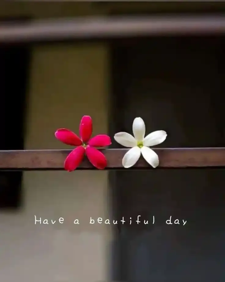 Good Morning Images, Pics and Wishes