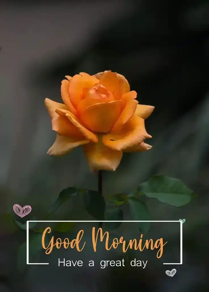 Good Morning Images, Pics and Wishes