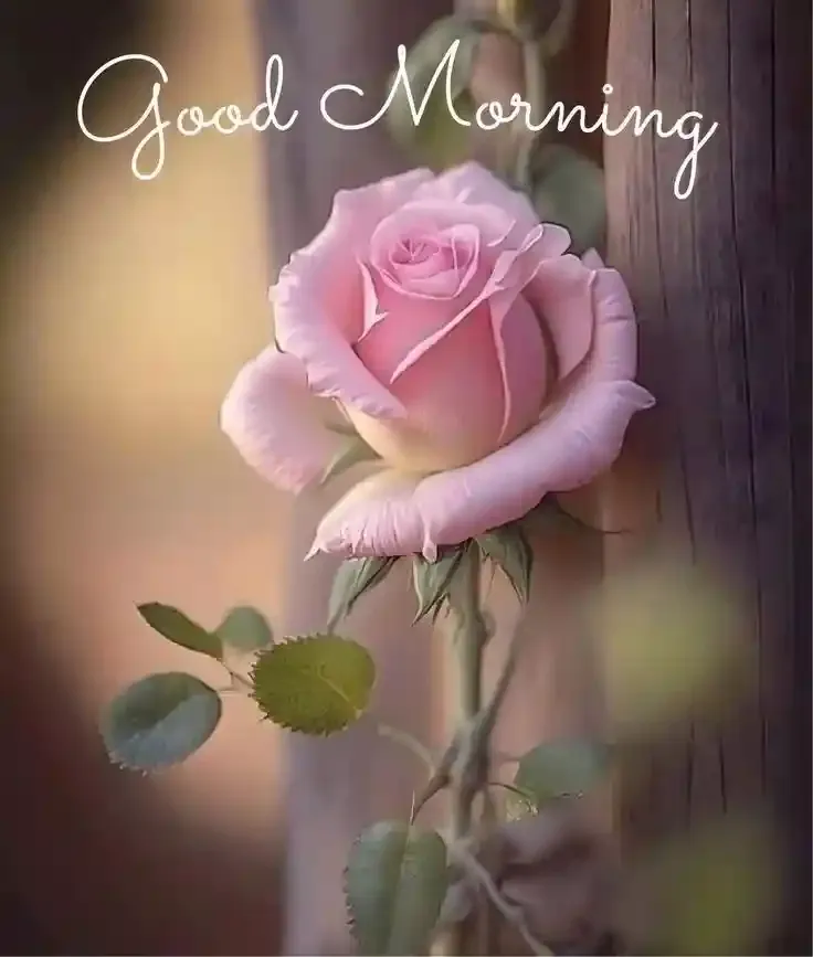 Good Morning Images, Pics and Wishes