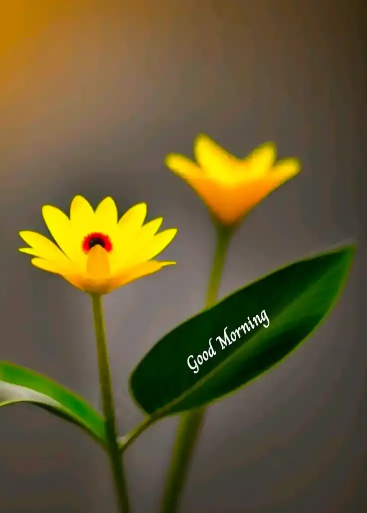 Good Morning Images, Pics and Wishes