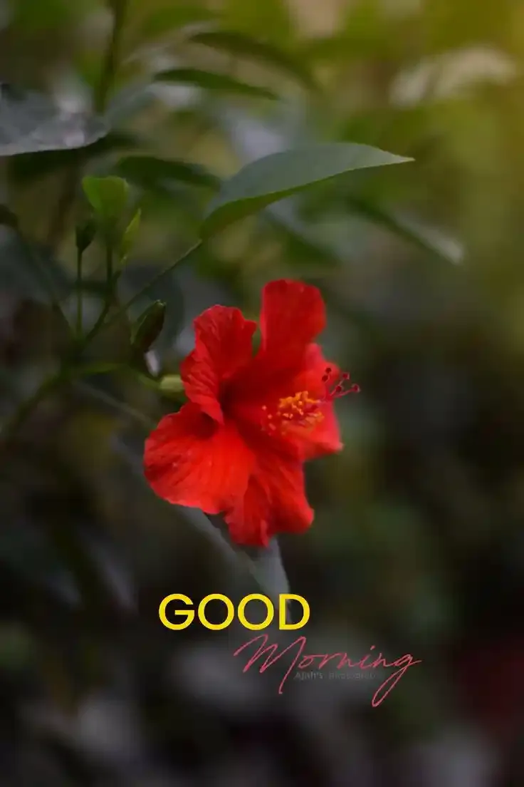 Good Morning Images, Pics and Wishes