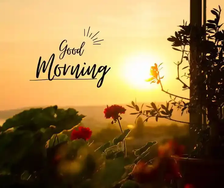 Good Morning Images, Pics and Wishes