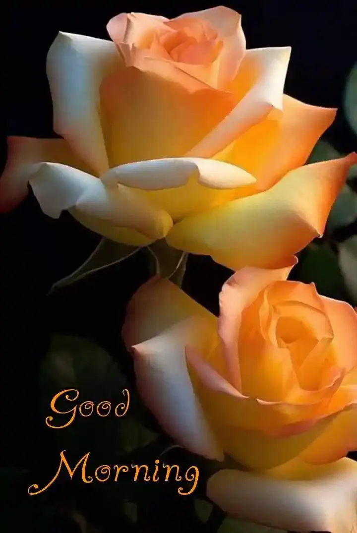 Good Morning Images, Pics and Wishes