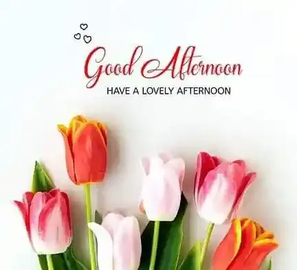 Good Afternoon Images, Photos and Pictures